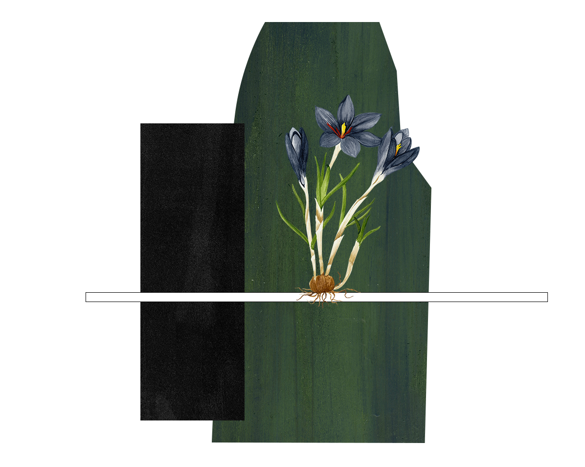 Illustration - collages matière et fleur