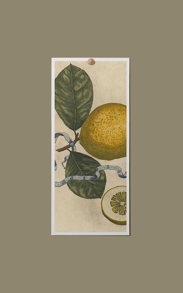 Les dominotiers The Orchard x Lucille Boitelle4